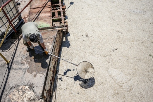 Yalova’da ilk gün 10 ton salya temizlendi