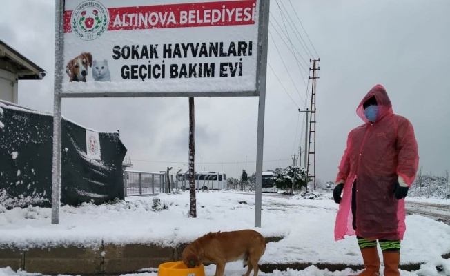 Altınova’da sokak hayvanları unutulmuyor