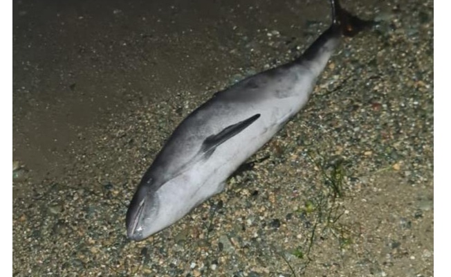 Yalova’da ölü yunus balığı karaya vurdu