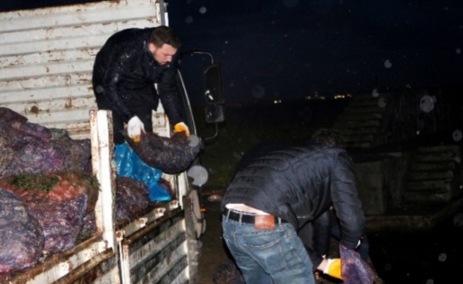 Yalova'da 8 ton kaçak midye denize bırakıldı