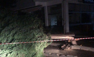Altınova'da fırtına dolayısıyla ağaçlar devrildi